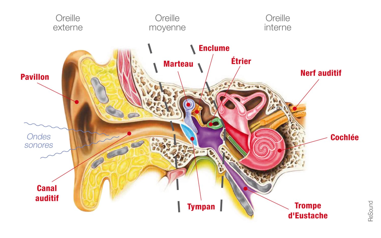  schéma de l'oreille interne