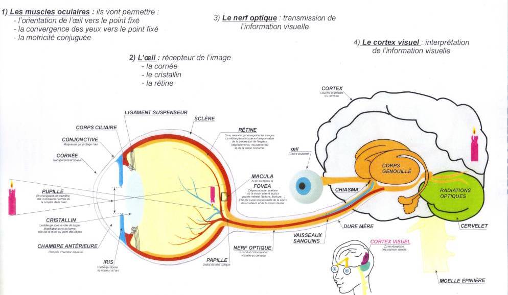  schéma - anatomie de l'œil