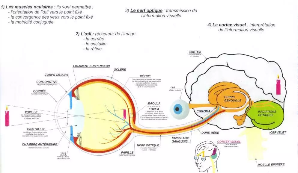  schéma - anatomie de l'œil
